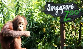 Singapore Zoo – A Must Visit